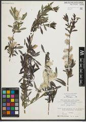 Foto von Salix purpurea L.
